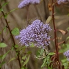 Plants: image 95 Of 117 Thumb